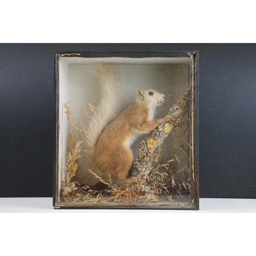 168 - Victorian taxidermy squirrel modelled perched on a branch set within a ebonised wooden frame with gl... 