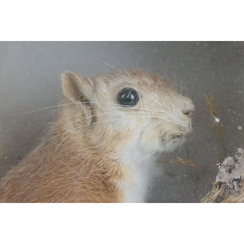 168 - Victorian taxidermy squirrel modelled perched on a branch set within a ebonised wooden frame with gl... 