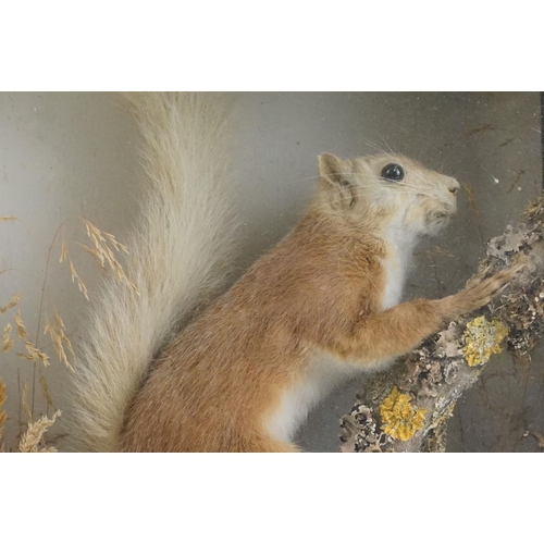 168 - Victorian taxidermy squirrel modelled perched on a branch set within a ebonised wooden frame with gl... 