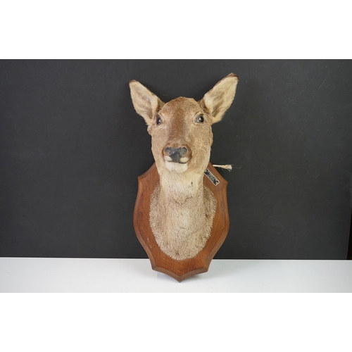 159 - Taxidermy - A Doe Deer head mounted on a wooden shield shaped plinth, measures approx 39cm high