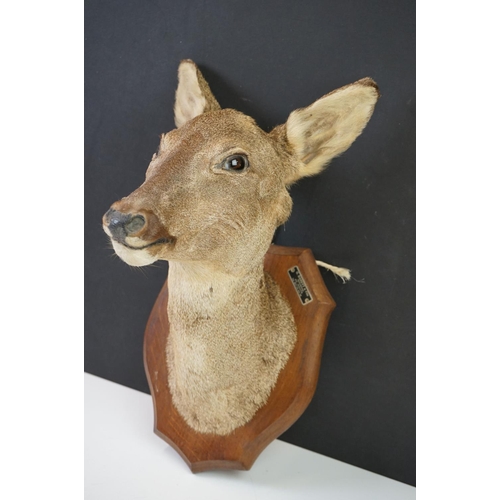 159 - Taxidermy - A Doe Deer head mounted on a wooden shield shaped plinth, measures approx 39cm high