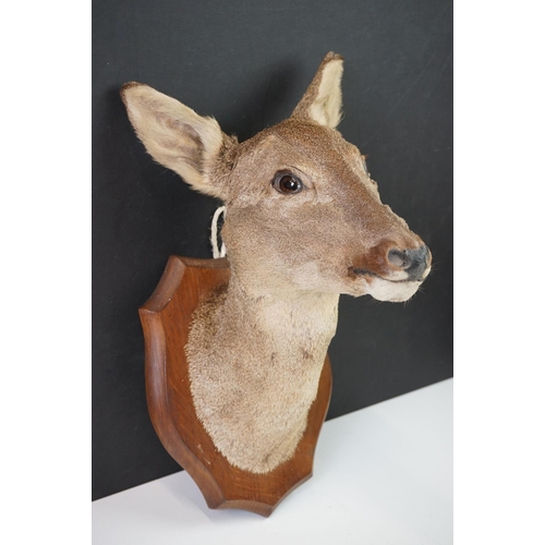 159 - Taxidermy - A Doe Deer head mounted on a wooden shield shaped plinth, measures approx 39cm high