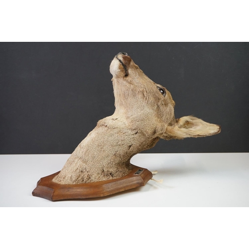 159 - Taxidermy - A Doe Deer head mounted on a wooden shield shaped plinth, measures approx 39cm high