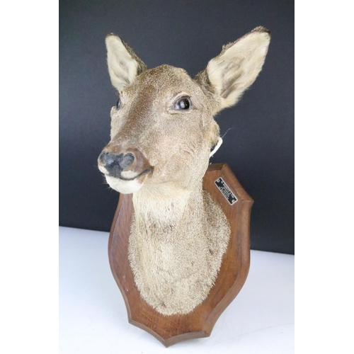 159 - Taxidermy - A Doe Deer head mounted on a wooden shield shaped plinth, measures approx 39cm high