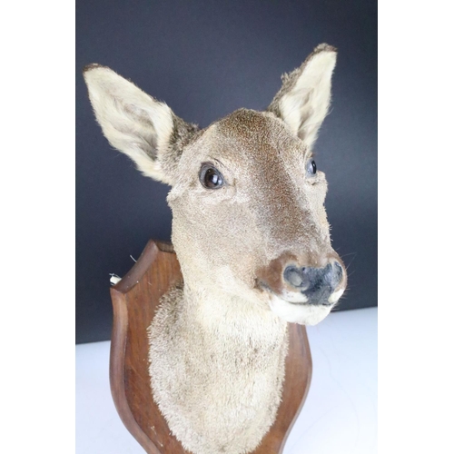 159 - Taxidermy - A Doe Deer head mounted on a wooden shield shaped plinth, measures approx 39cm high