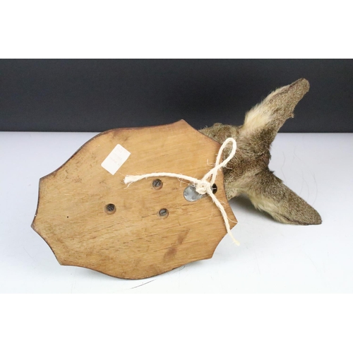 159 - Taxidermy - A Doe Deer head mounted on a wooden shield shaped plinth, measures approx 39cm high