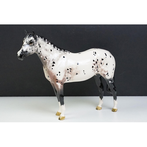 51 - Two Beswick horses to include a white footed shire horse together with a black and white appaloosa s... 