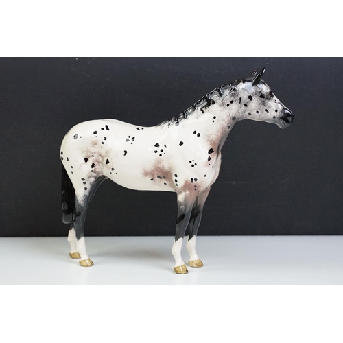 51 - Two Beswick horses to include a white footed shire horse together with a black and white appaloosa s... 