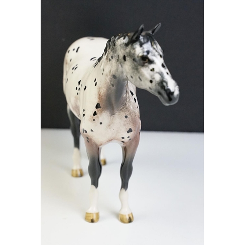 51 - Two Beswick horses to include a white footed shire horse together with a black and white appaloosa s... 