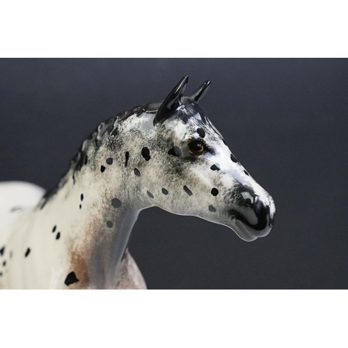 51 - Two Beswick horses to include a white footed shire horse together with a black and white appaloosa s... 