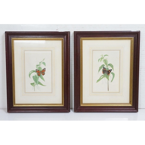 440 - David J Buckle, 20th century Pair of Watercolour Studies of Butterflies and Fauna, signed, both 24cm... 