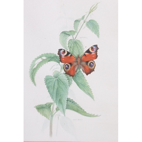 440 - David J Buckle, 20th century Pair of Watercolour Studies of Butterflies and Fauna, signed, both 24cm... 