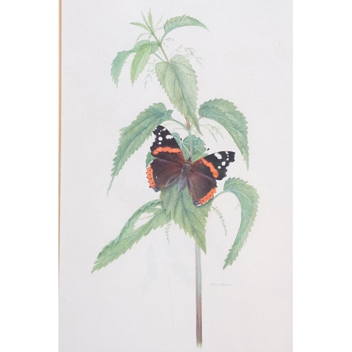 440 - David J Buckle, 20th century Pair of Watercolour Studies of Butterflies and Fauna, signed, both 24cm... 