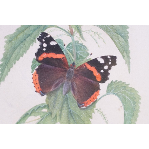 440 - David J Buckle, 20th century Pair of Watercolour Studies of Butterflies and Fauna, signed, both 24cm... 