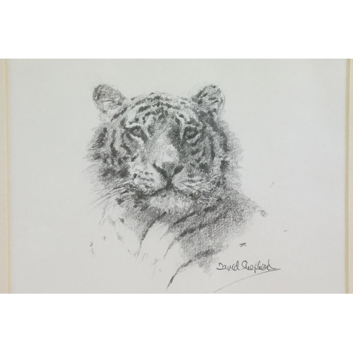 447 - David Shepherd (1931 - 2017), lion, tiger, prints, each mount signed in pencil lower right, each 11.... 