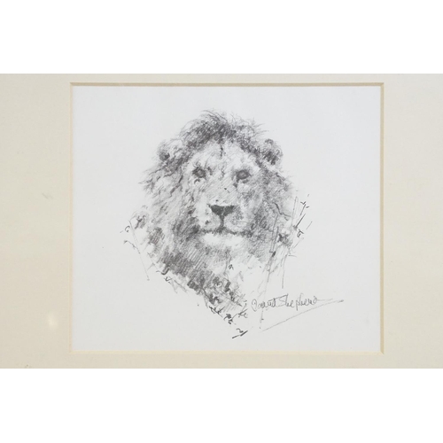 447 - David Shepherd (1931 - 2017), lion, tiger, prints, each mount signed in pencil lower right, each 11.... 