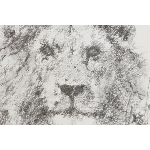 447 - David Shepherd (1931 - 2017), lion, tiger, prints, each mount signed in pencil lower right, each 11.... 