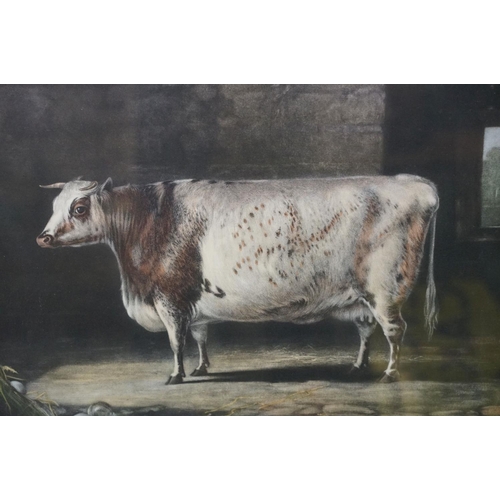 472 - After Percy Forster and Thomas Landseer ' Portrait of the celebrated short horned cow bracelet' colo... 