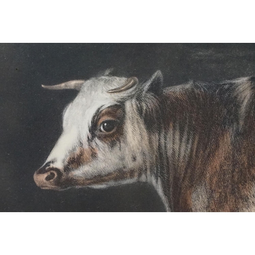 472 - After Percy Forster and Thomas Landseer ' Portrait of the celebrated short horned cow bracelet' colo... 