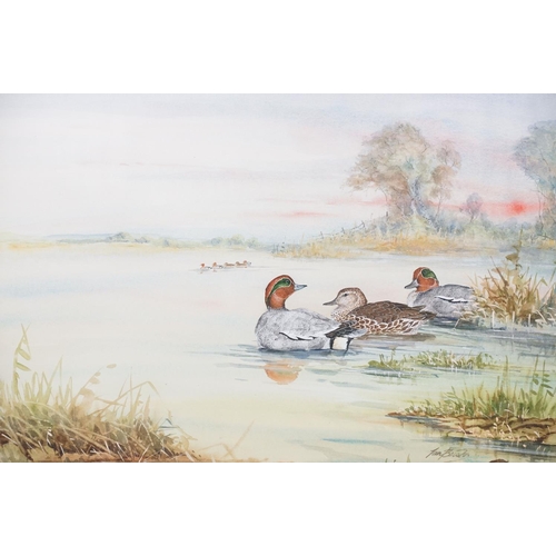 464 - Large watercolour of teal in a natural setting, signed Ian Bowles