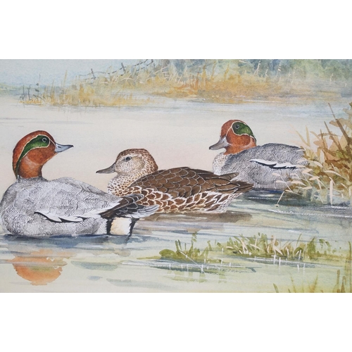 464 - Large watercolour of teal in a natural setting, signed Ian Bowles