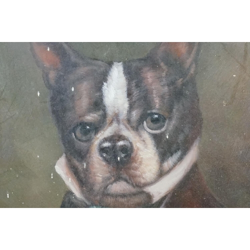 483 - Oil on board, a study of a dandy French bulldog, 24 x 19cm, framed and glazed