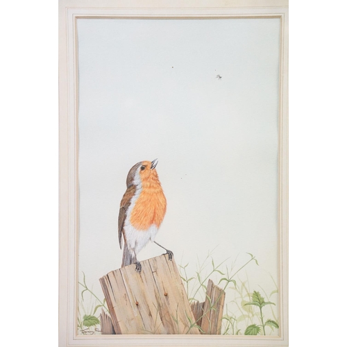 488 - Jeremy Paul wildlife watercolour painting depicting a robin together with a water colour of swans. B... 