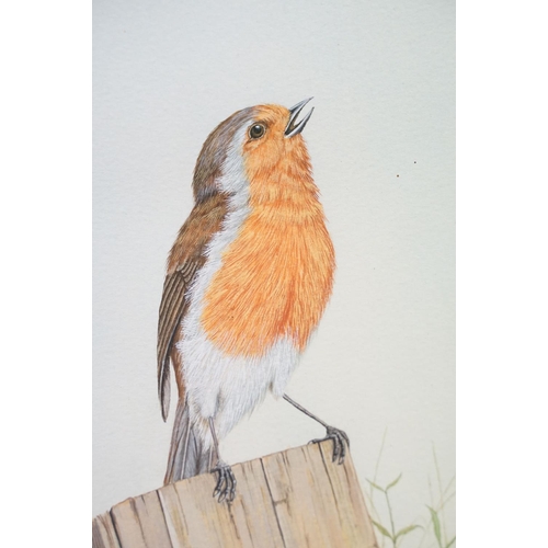 488 - Jeremy Paul wildlife watercolour painting depicting a robin together with a water colour of swans. B... 