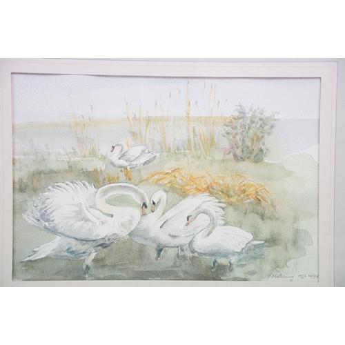 488 - Jeremy Paul wildlife watercolour painting depicting a robin together with a water colour of swans. B... 