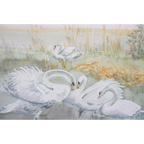 488 - Jeremy Paul wildlife watercolour painting depicting a robin together with a water colour of swans. B... 