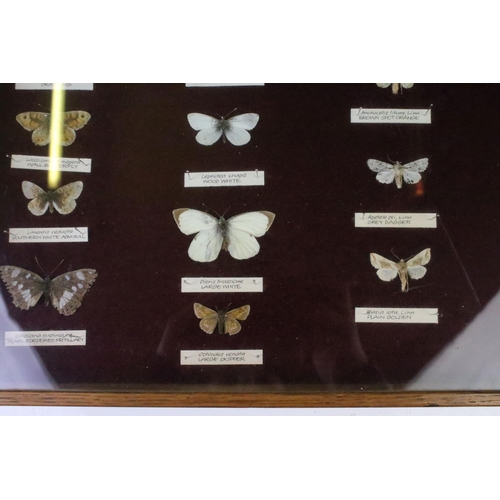 155 - Taxidermy - A mid 20th C presentation of over 40 butterfly & moth specimens, with name tags, featuri... 