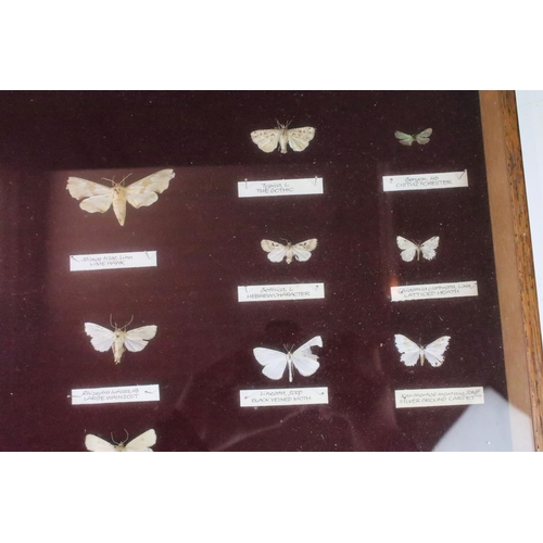 155 - Taxidermy - A mid 20th C presentation of over 40 butterfly & moth specimens, with name tags, featuri... 