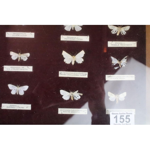 155 - Taxidermy - A mid 20th C presentation of over 40 butterfly & moth specimens, with name tags, featuri... 