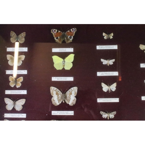 155 - Taxidermy - A mid 20th C presentation of over 40 butterfly & moth specimens, with name tags, featuri... 