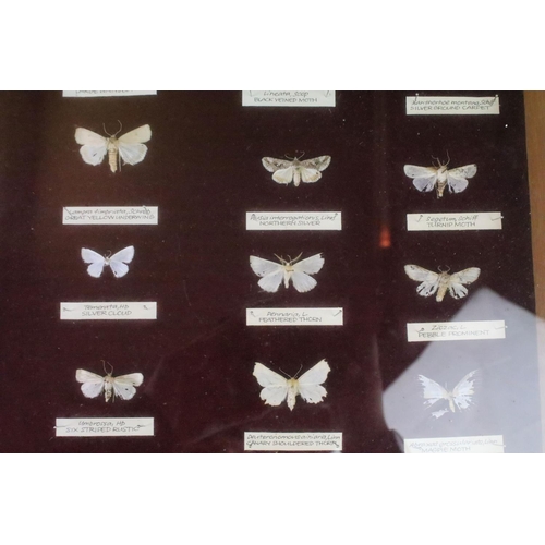 155 - Taxidermy - A mid 20th C presentation of over 40 butterfly & moth specimens, with name tags, featuri... 