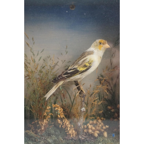 151 - Taxidermy - A Goldfinch perched in a naturalistic setting, housed within an ebonised & glazed wooden... 