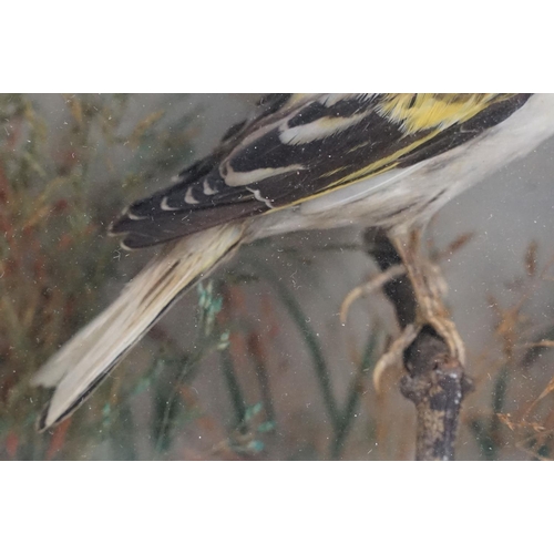 151 - Taxidermy - A Goldfinch perched in a naturalistic setting, housed within an ebonised & glazed wooden... 