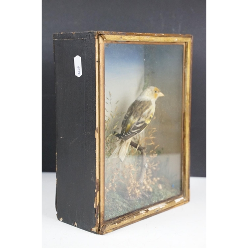 151 - Taxidermy - A Goldfinch perched in a naturalistic setting, housed within an ebonised & glazed wooden... 