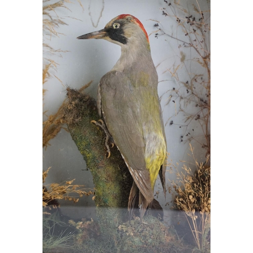 153 - Taxidermy - A Green Woodpecker perched on a stump within a naturalistic setting, housed within a gla... 