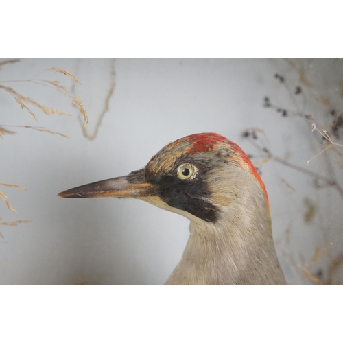 153 - Taxidermy - A Green Woodpecker perched on a stump within a naturalistic setting, housed within a gla... 