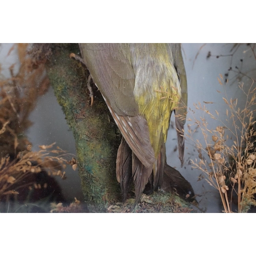 153 - Taxidermy - A Green Woodpecker perched on a stump within a naturalistic setting, housed within a gla... 