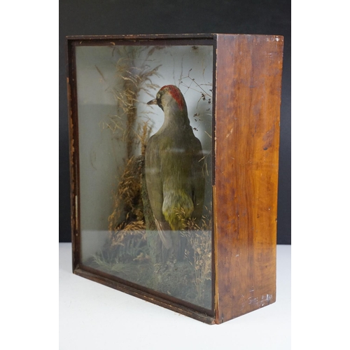 153 - Taxidermy - A Green Woodpecker perched on a stump within a naturalistic setting, housed within a gla... 