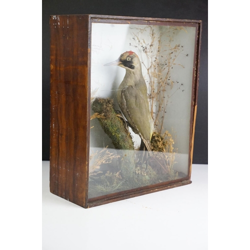 153 - Taxidermy - A Green Woodpecker perched on a stump within a naturalistic setting, housed within a gla... 