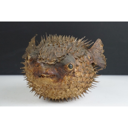 154 - A taxidermy Puffer Fish, measures approx 29cm long