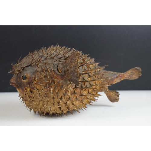 154 - A taxidermy Puffer Fish, measures approx 29cm long