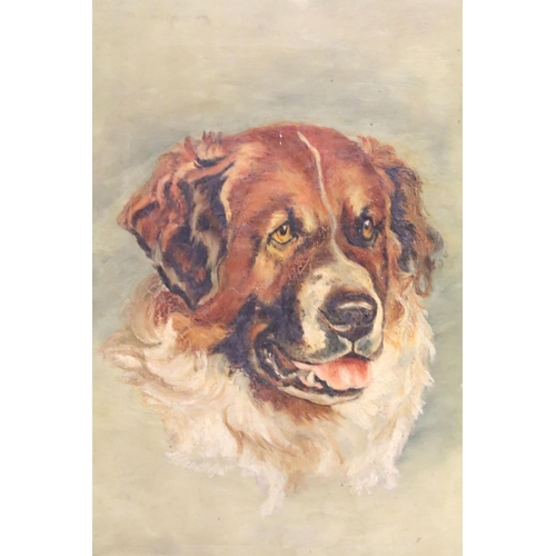 467 - 20th century English School, portrait of a dog, oil on canvas, 34.5 x 24cm, gilt framed