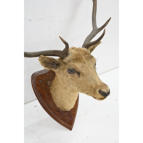 412 - Taxidermy - stag's head mounted to shield shaped oak panel, shield  38.5cm high, antler's 69cm wide