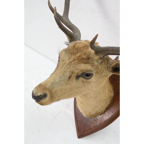 412 - Taxidermy - stag's head mounted to shield shaped oak panel, shield  38.5cm high, antler's 69cm wide