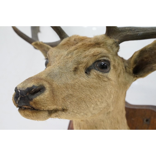 412 - Taxidermy - stag's head mounted to shield shaped oak panel, shield  38.5cm high, antler's 69cm wide