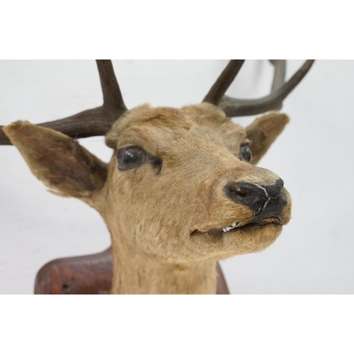 412 - Taxidermy - stag's head mounted to shield shaped oak panel, shield  38.5cm high, antler's 69cm wide